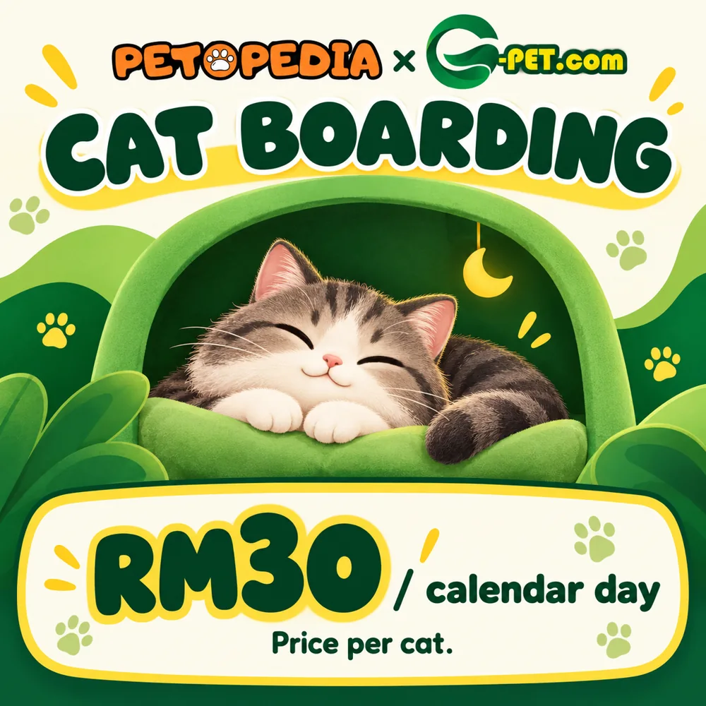 gpet-cat-final Petopedia × G-Pet cat boarding, RM30 per calendar day
