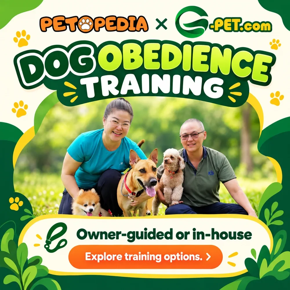 Petopedia × G-Pet dog obedience training