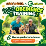 Petopedia × G-Pet dog obedience training