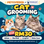 Petopedia × Pawsibilities cat grooming, from RM30, with age and coat choices