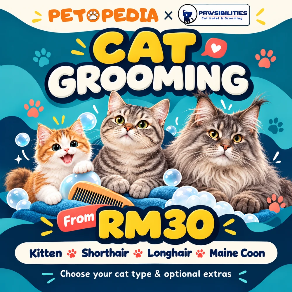 paws-grooming-final Petopedia × Pawsibilities cat grooming, from RM30, with age and coat choices