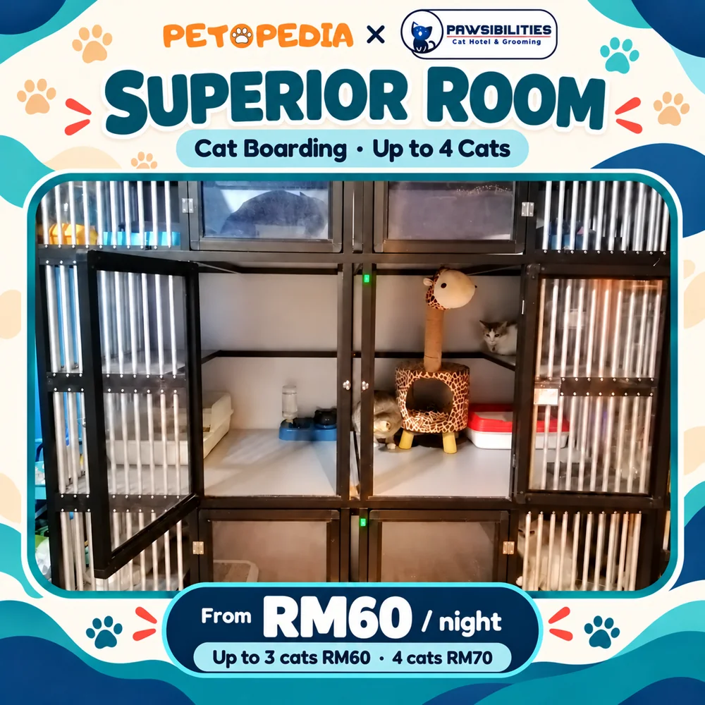 paws-superior-final Petopedia × Pawsibilities Superior cat boarding, RM60 per night for one to three cats and RM70 for four