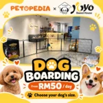 Petopedia × YoYo Sweet House dog boarding, with daily prices by size