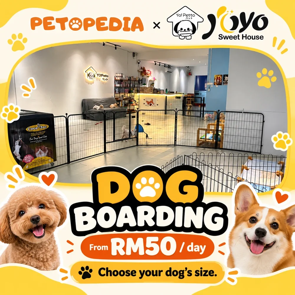 Petopedia × YoYo Sweet House dog boarding, with daily prices by size