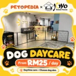 Petopedia × YoYo Sweet House dog daycare, with size-based daily prices