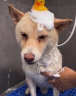 Dog Grooming — Basic & Full — Petopedia × YoYo Sweet House - Image 3