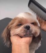 Dog Grooming — Basic & Full — Petopedia × YoYo Sweet House - Image 4