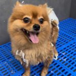 Dog Grooming — Basic & Full — Petopedia × YoYo Sweet House - Image 2