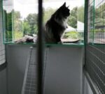 Cat Boarding — Petopedia × G-Pet - Image 4