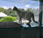 Cat Boarding — Petopedia × G-Pet - Image 5
