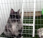 Cat Boarding — Petopedia × G-Pet - Image 6