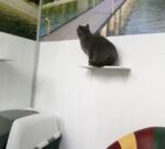 Cat Boarding — Petopedia × G-Pet - Image 7
