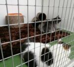 Cat Boarding — Petopedia × G-Pet - Image 8