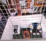 Cat Boarding — Petopedia × G-Pet - Image 9