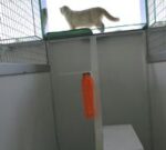 Cat Boarding — Petopedia × G-Pet - Image 2