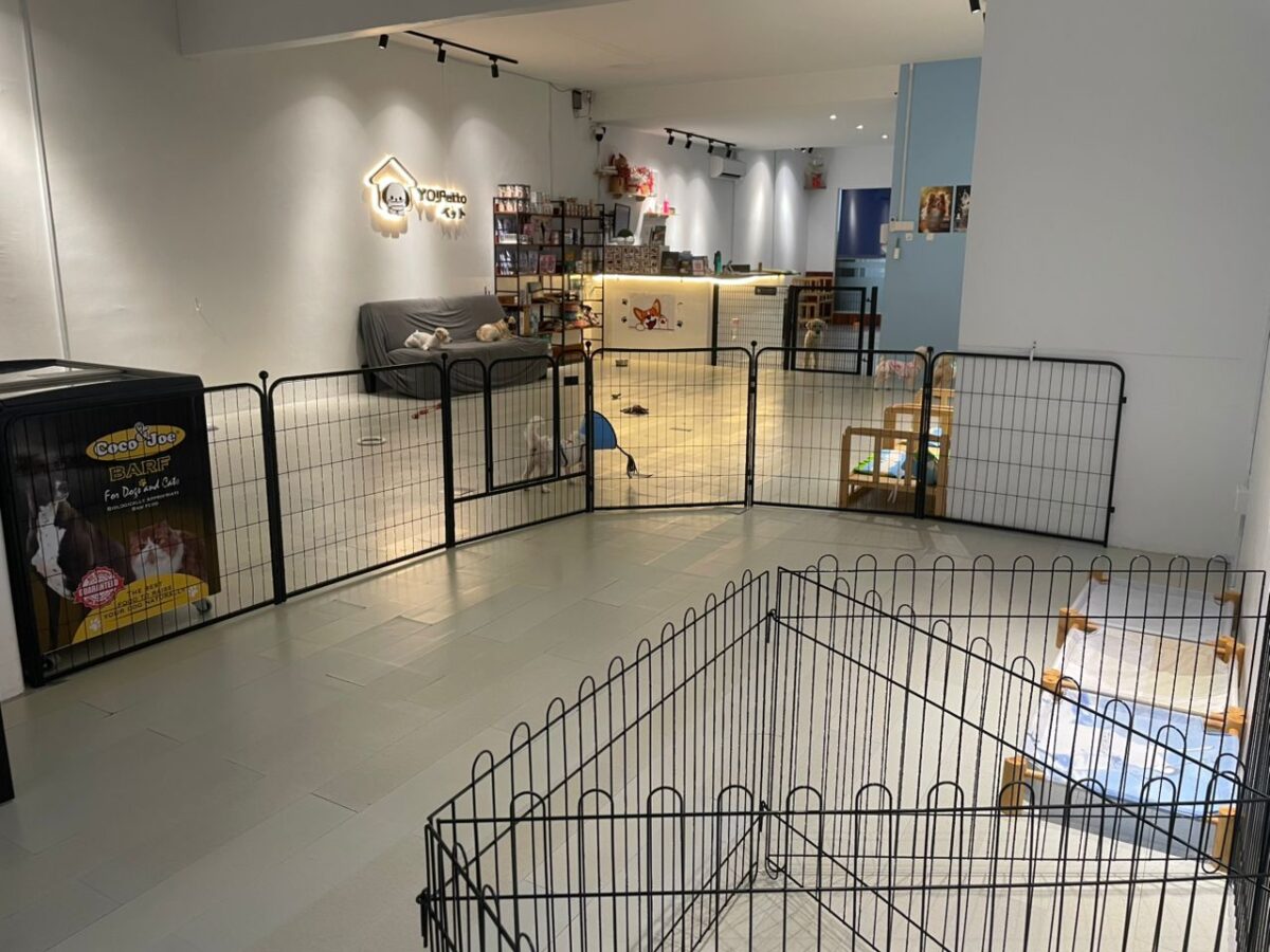 Dog Daycare by Size — Petopedia × YoYo Sweet House - Image 2