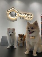 Dog Daycare by Size — Petopedia × YoYo Sweet House - Image 4