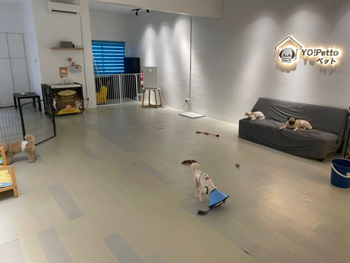 Dog Daycare by Size — Petopedia × YoYo Sweet House - Image 3