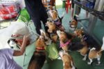 Pet-Friendly Event Space Hire — Petopedia × G-Pet - Image 3