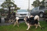 Pet-Friendly Event Space Hire — Petopedia × G-Pet - Image 2