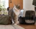 Cat standing beside a carrier and travel bag.