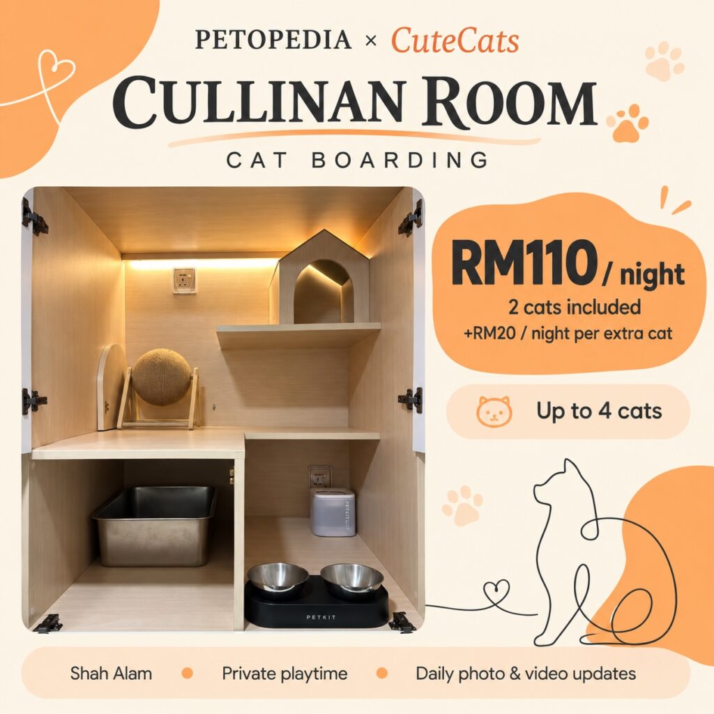 Petopedia × CuteCats Cullinan Room with actual room photo. RM110 per night includes 2 cats; RM20 per extra cat; maximum 4 cats.