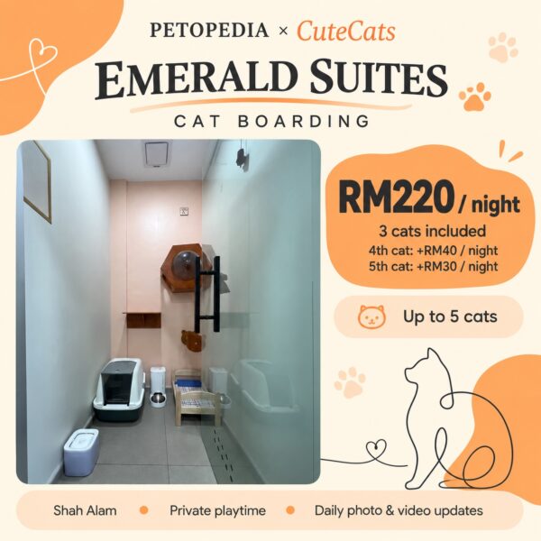 Petopedia × CuteCats Emerald Suites with actual room photo. RM220 per night includes 3 cats; fourth cat RM40 extra and fifth cat RM30 extra per night; maximum 5 cats.