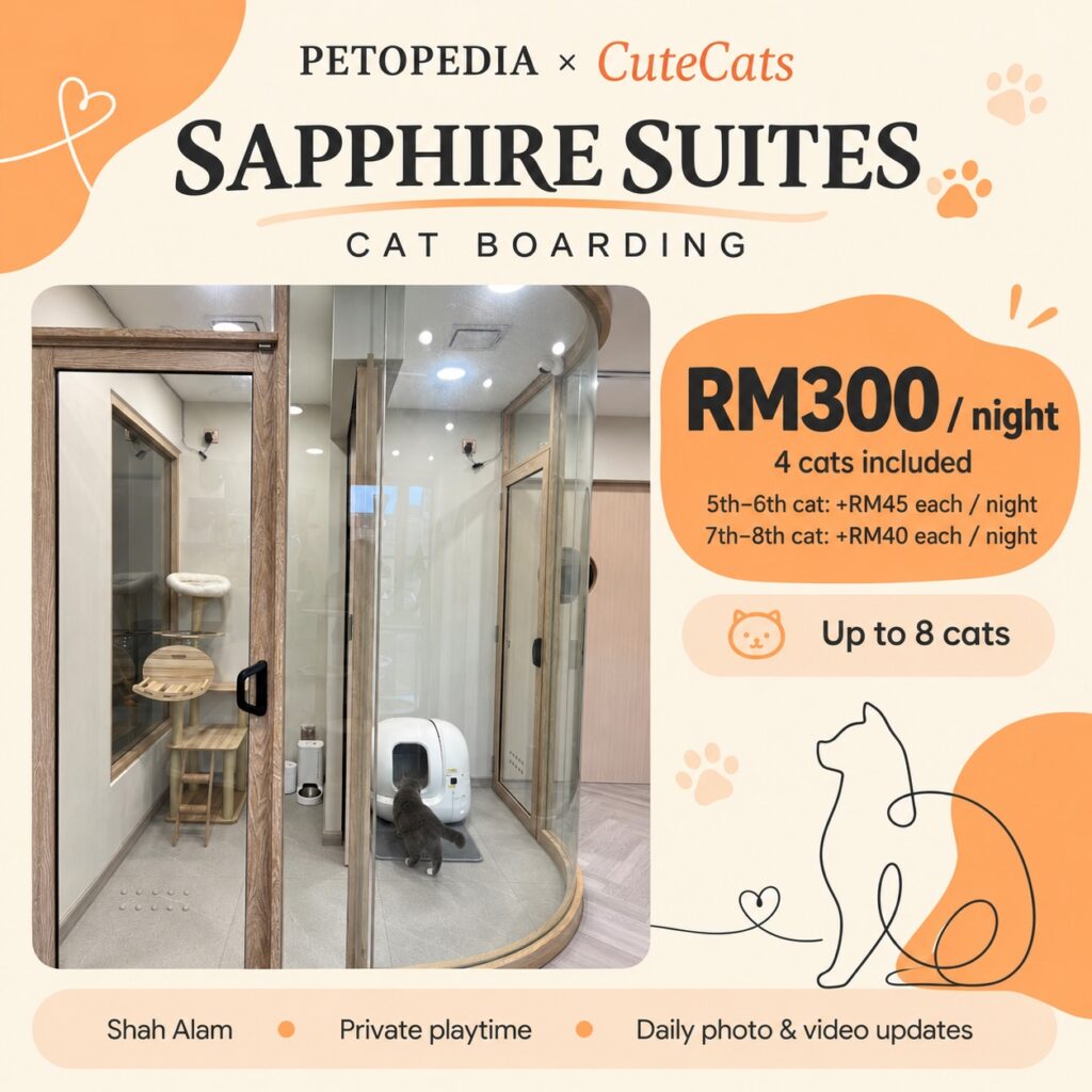Petopedia × CuteCats Sapphire Suites with actual room photo. RM300 per night includes 4 cats; fifth and sixth cats RM45 extra each, seventh and eighth cats RM40 extra each per night; maximum 8 cats.