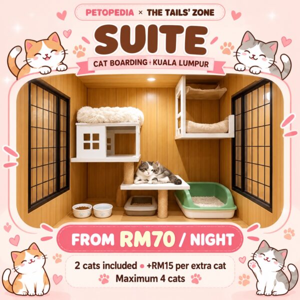 Petopedia × The Tails’ Zone Suite cat boarding, from RM70 per night, maximum four cats.