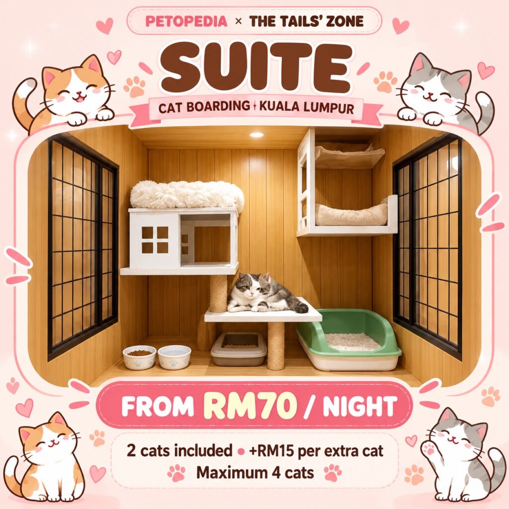 Petopedia × The Tails’ Zone Suite cat boarding, from RM70 per night, maximum four cats.